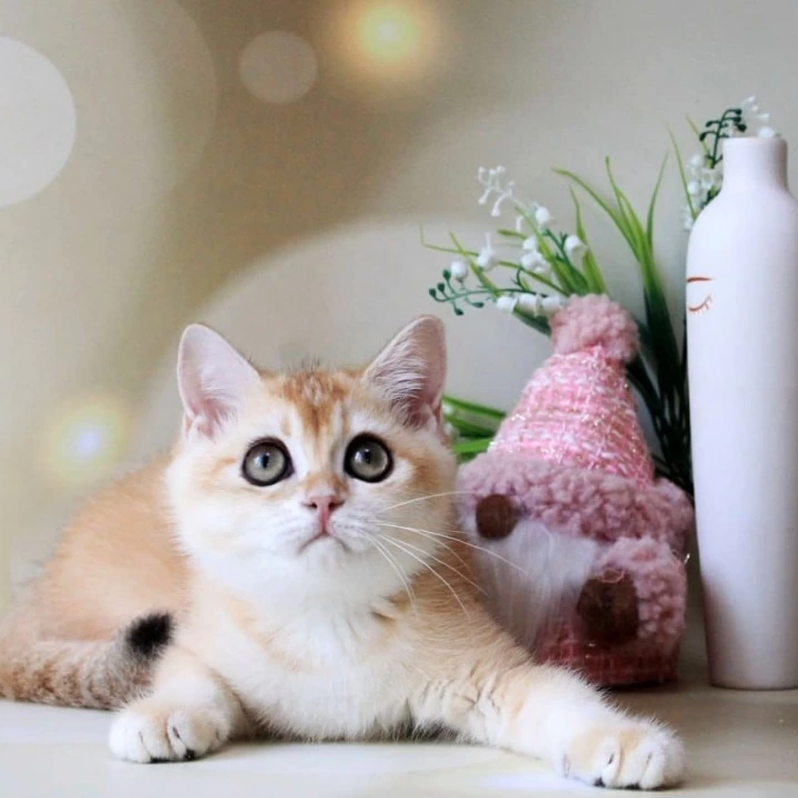 Nike British Shorthair Kittens | Kittens for sale. 