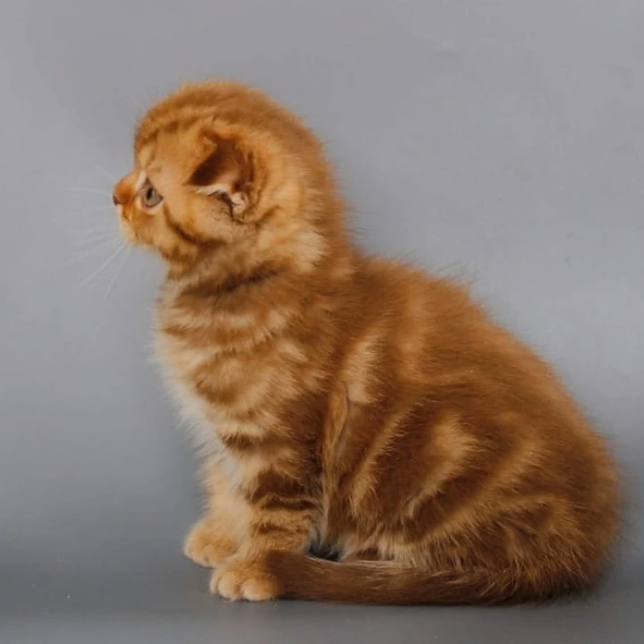Olaf Scottish Straight/Fold  Kittens | Kitten for sale. 