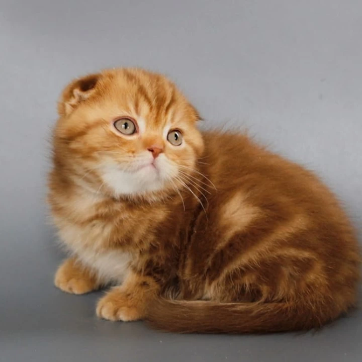 Olaf Scottish Straight/Fold  Kittens | Kitten for sale. 