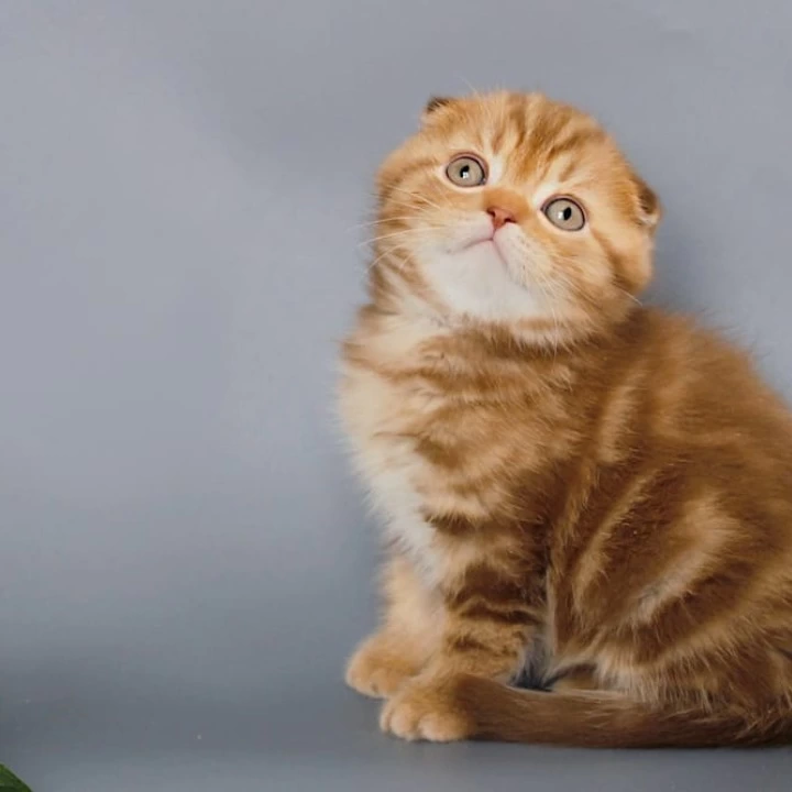 Olaf Scottish Straight/Fold  Kittens | Kitten for sale. 