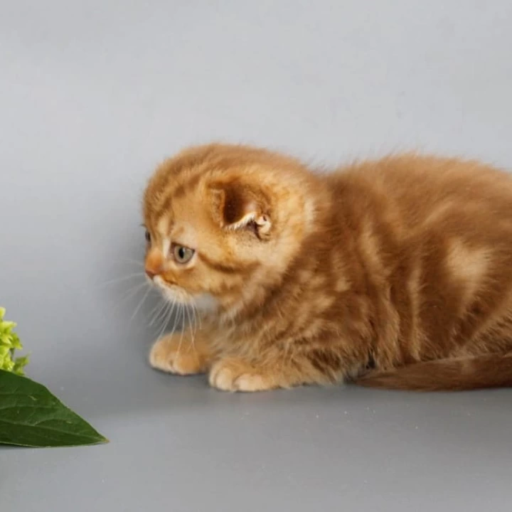 Olaf Scottish Straight/Fold  Kittens | Kitten for sale. 
