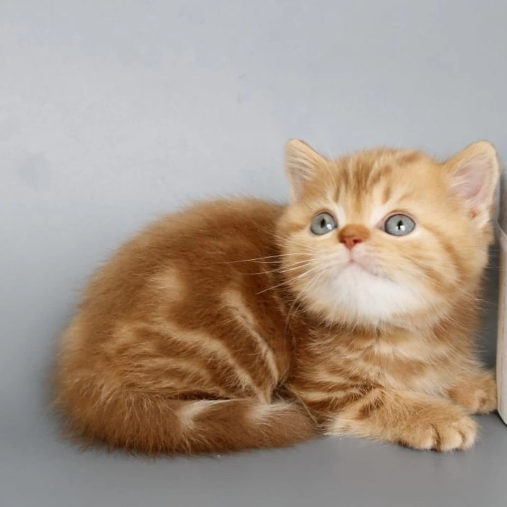 Onezhka Scottish Straight/Fold  Kittens | Kitten for sale. 