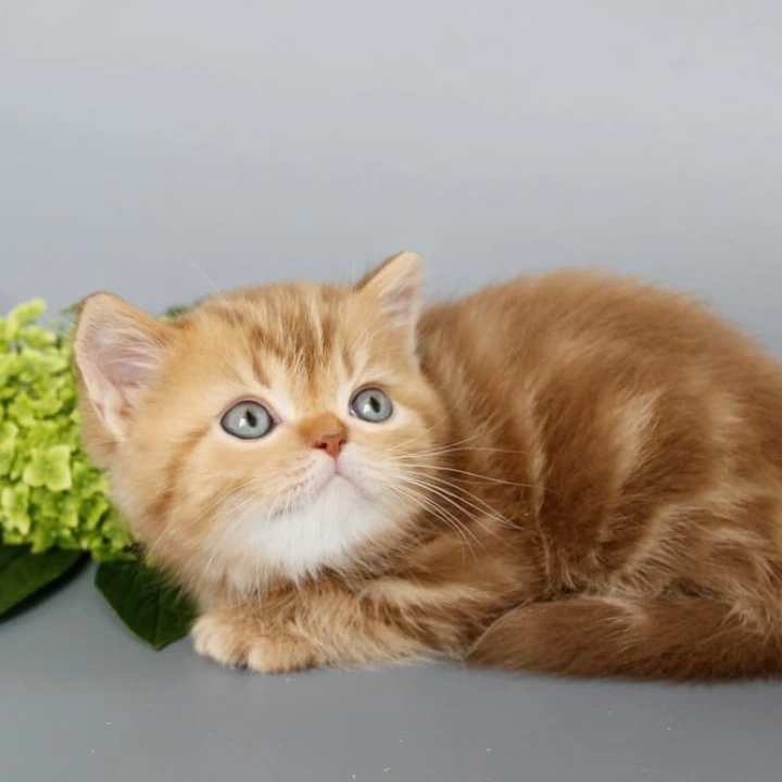 Onezhka Scottish Straight/Fold  Kittens | Kitten for sale. 