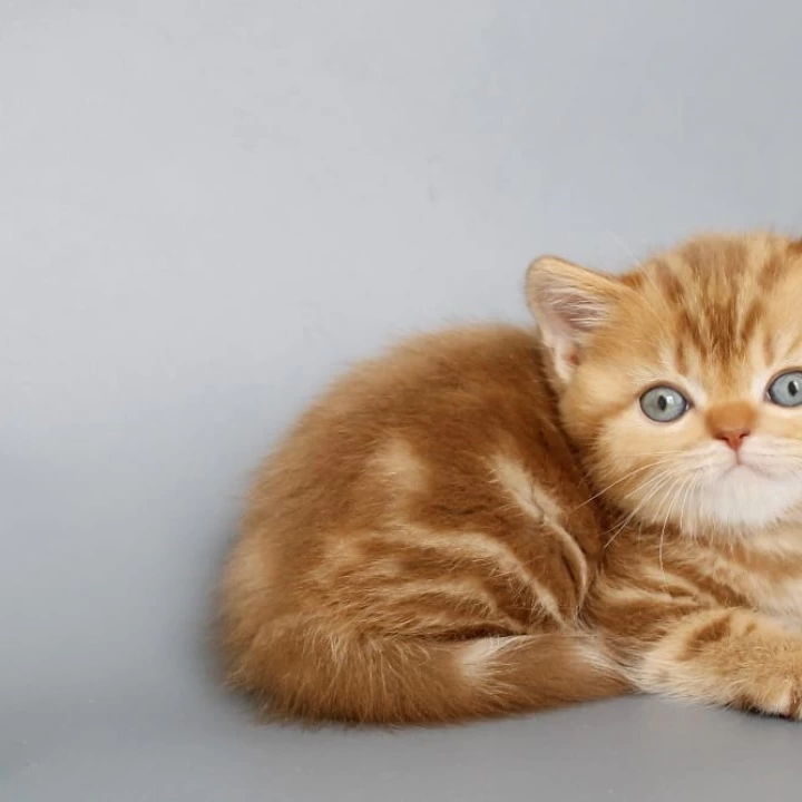 Onezhka Scottish Straight/Fold  Kittens | Kitten for sale. 