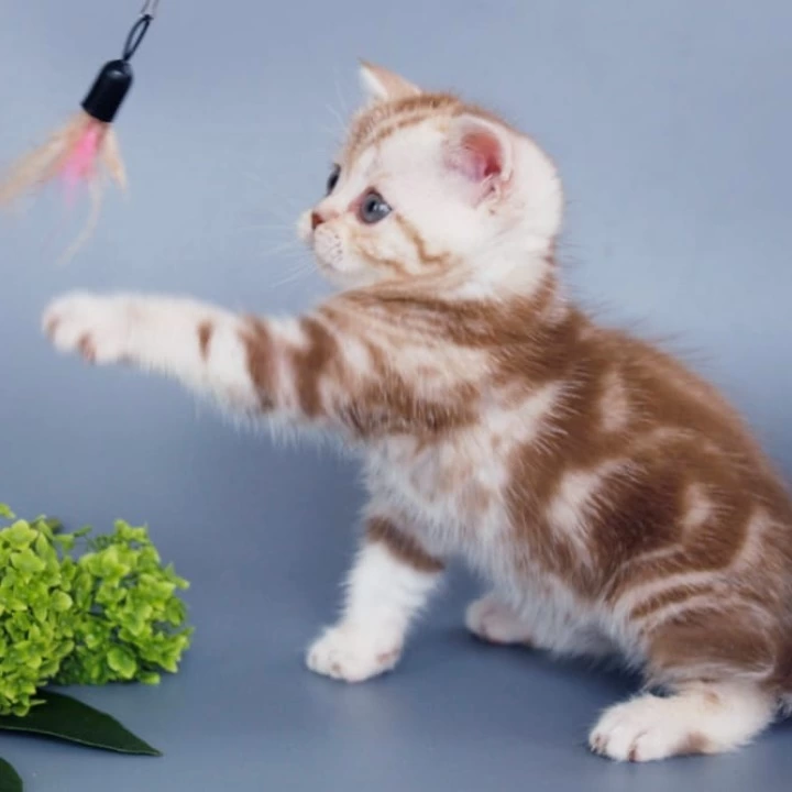 Ophira Scottish Straight/Fold  Kittens | Large selection of kittens. 