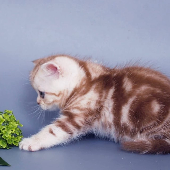 Ophira Scottish Straight/Fold Kittens | Large selection of kittens.