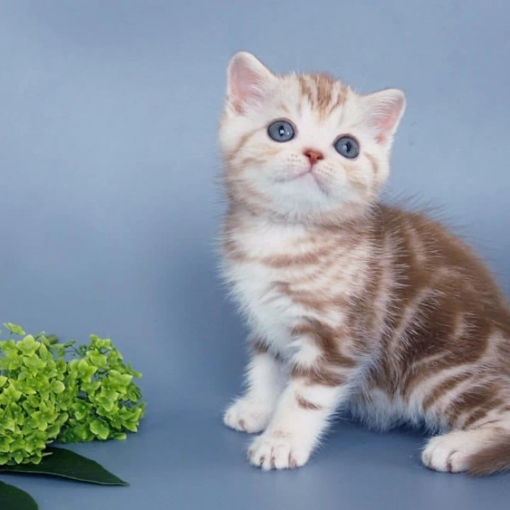 Ophira Scottish Straight/Fold Kittens | Large selection of kittens.