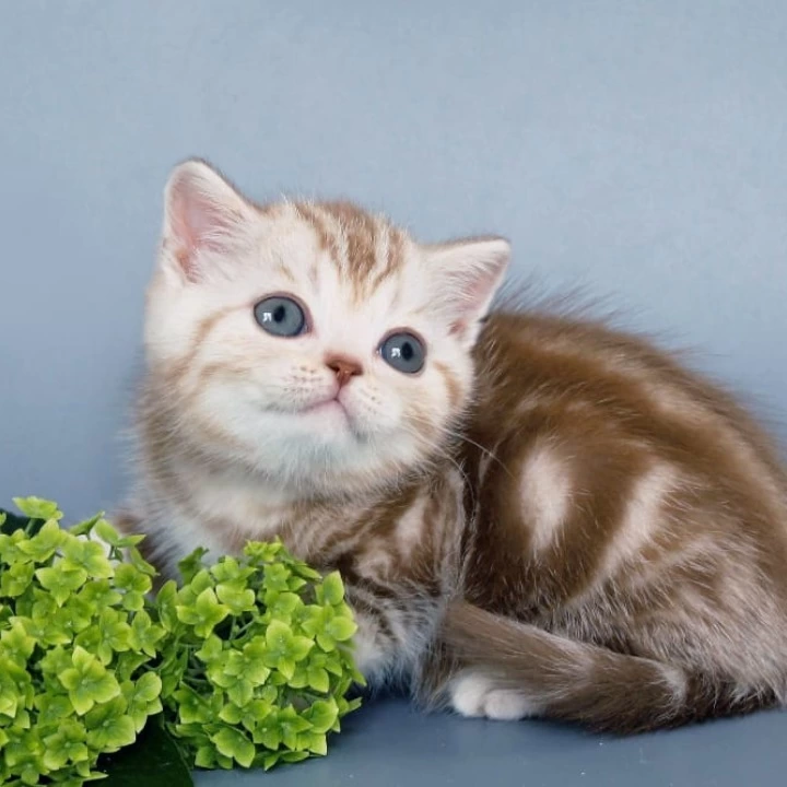 Ophira Scottish Straight/Fold Kittens | Large selection of kittens.