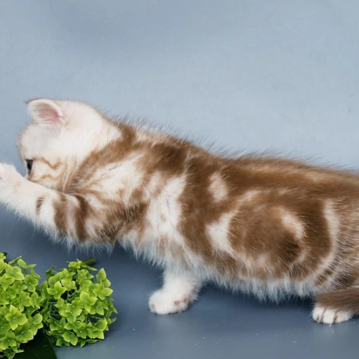 Ophira Scottish Straight/Fold  Kittens | Large selection of kittens. 