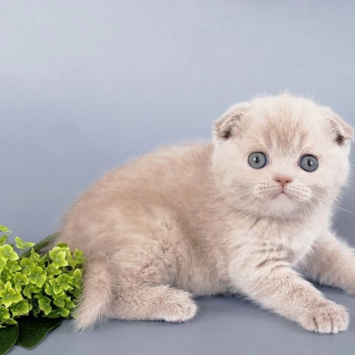 Qu`Appelle Scottish Straight/Fold Kittens | Kittens for sale.