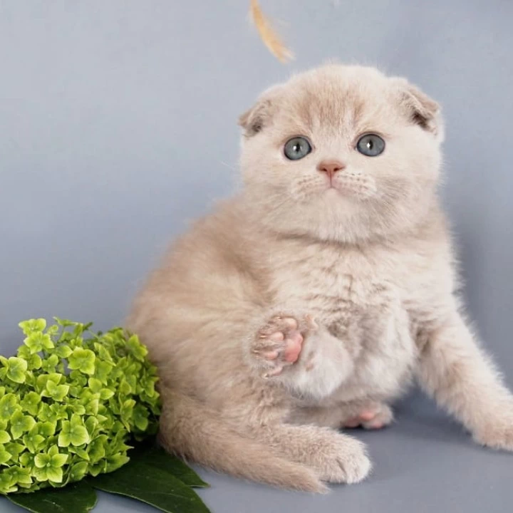 Qu`Appelle Scottish Straight/Fold Kittens | Kittens for sale.