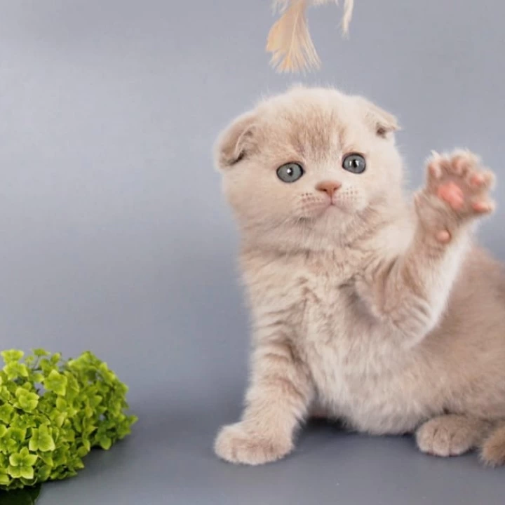 Qu`Appelle Scottish Straight/Fold Kittens | Kittens for sale.