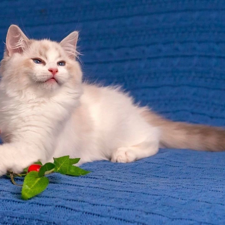 Watson Ragdoll Kittens | Kittens for sale.