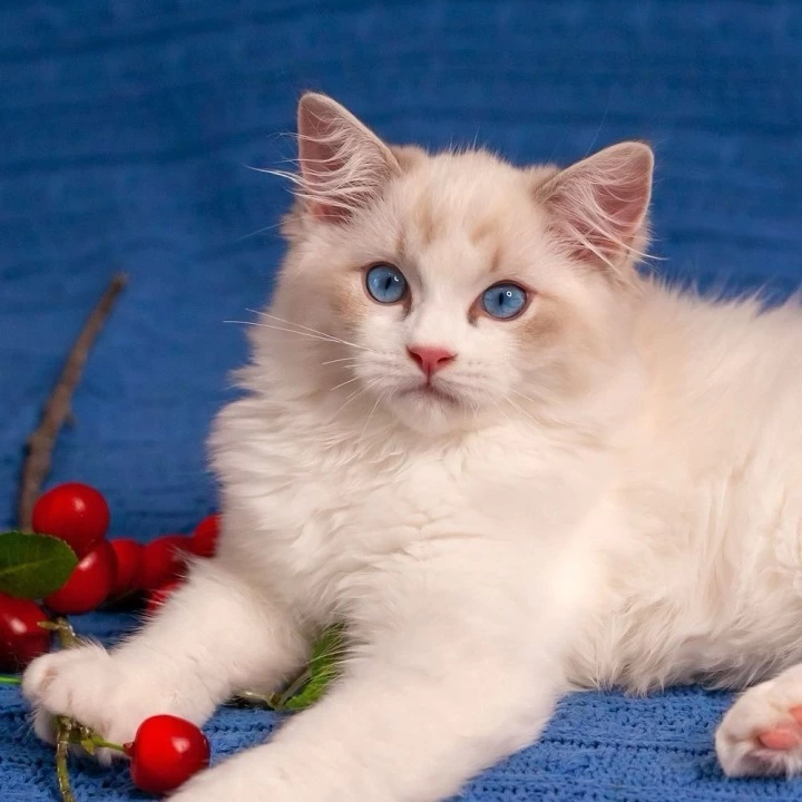 Watson Ragdoll Kittens | Kittens for sale. 