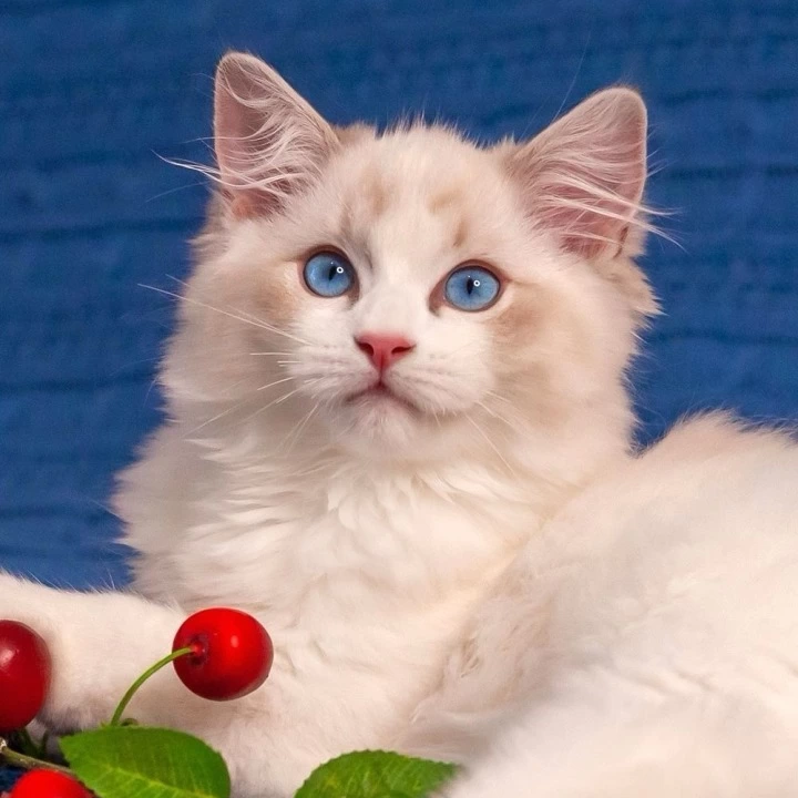 Watson Ragdoll Kittens | Kittens for sale.