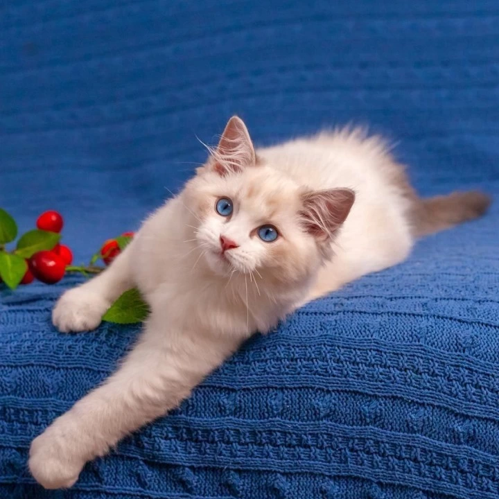 Watson Ragdoll Kittens | Kittens for sale.