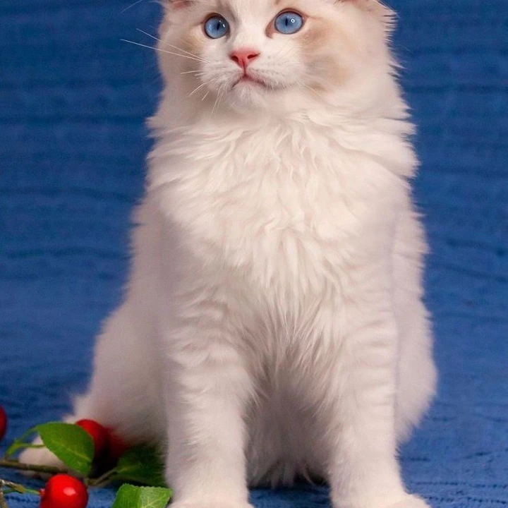 Watson Ragdoll Kittens | Kittens for sale. 