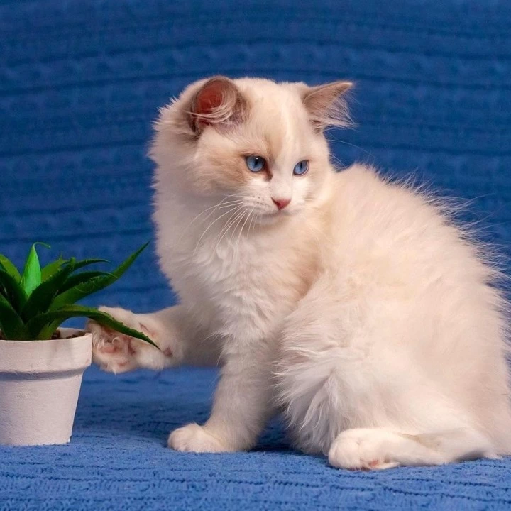 Warrior Ragdoll Kittens | Kittens for sale. 