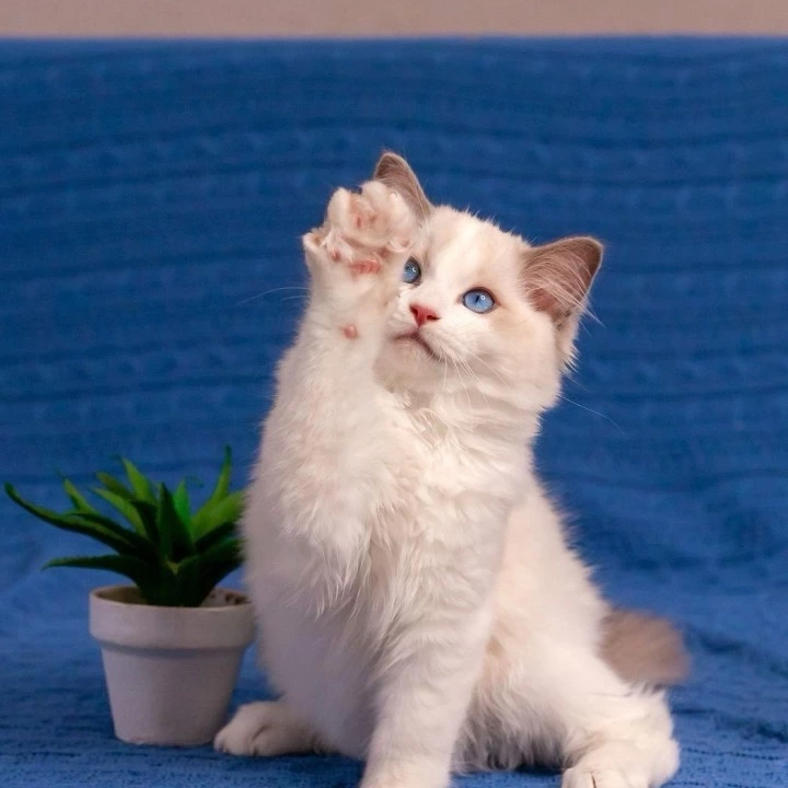 Warrior Ragdoll Kittens | Kittens for sale.