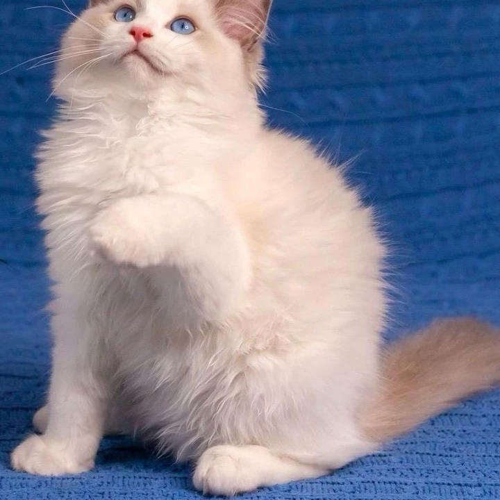 Warrior Ragdoll Kittens | Kittens for sale.