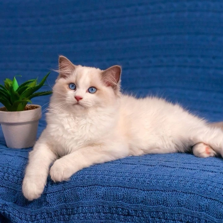 Warrior Ragdoll Kittens | Kittens for sale.