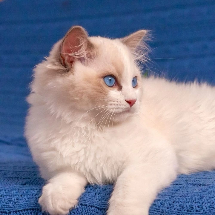Warrior Ragdoll Kittens | Kittens for sale. 