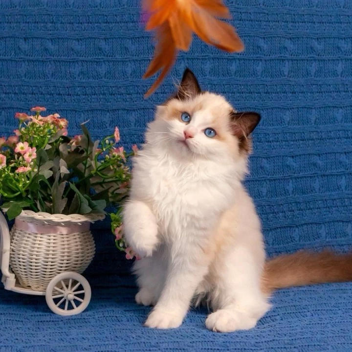 Wonder Ragdoll Kittens | Buy a kitten. 