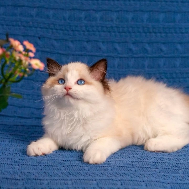 Wonder Ragdoll Kittens | Buy a kitten.