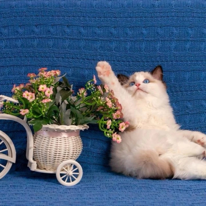 Wonder Ragdoll Kittens | Buy a kitten.