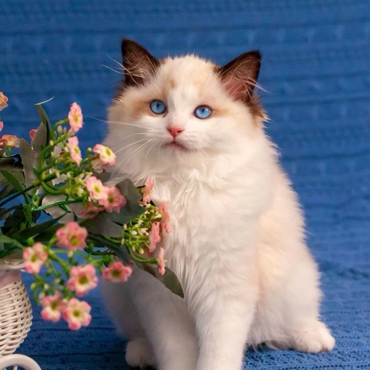 Wonder Ragdoll Kittens | Buy a kitten. 