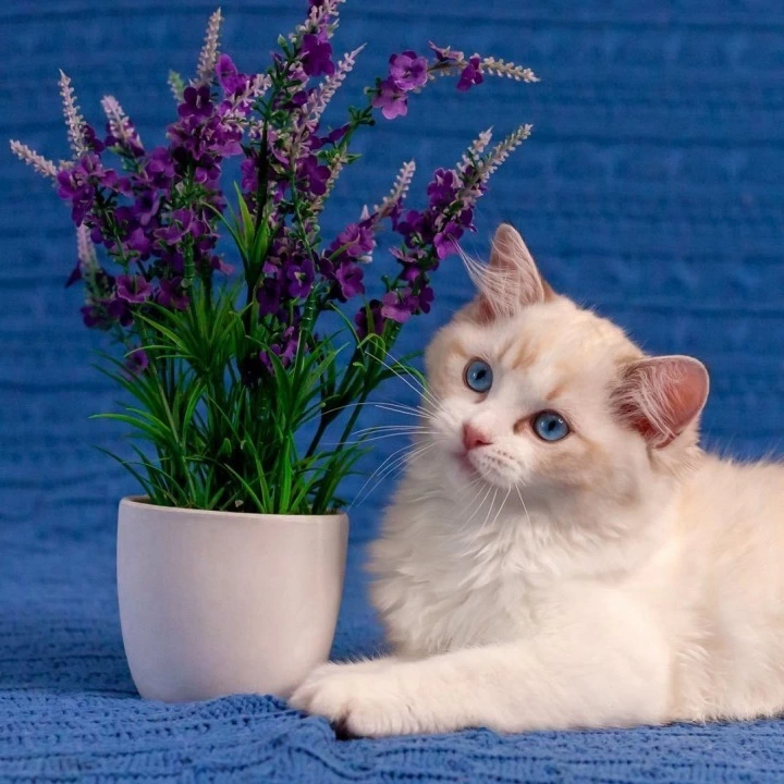 Wave Ragdoll Kittens | Large selection of kittens. 