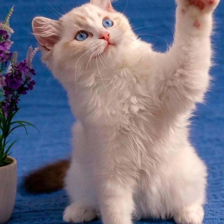 Wave Ragdoll Kittens | Large selection of kittens. 