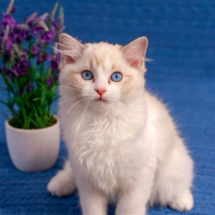 Wave Ragdoll Kittens | Large selection of kittens. 