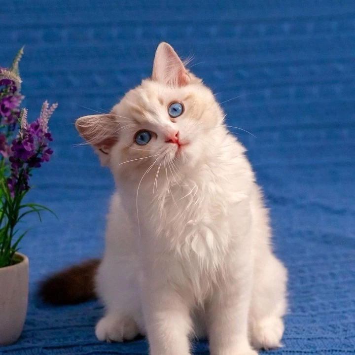 Wave Ragdoll Kittens | Large selection of kittens. 