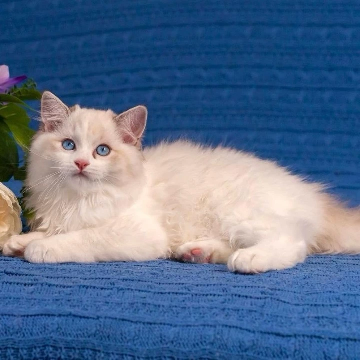Wisteria Ragdoll Kittens | Kittens for sale. 