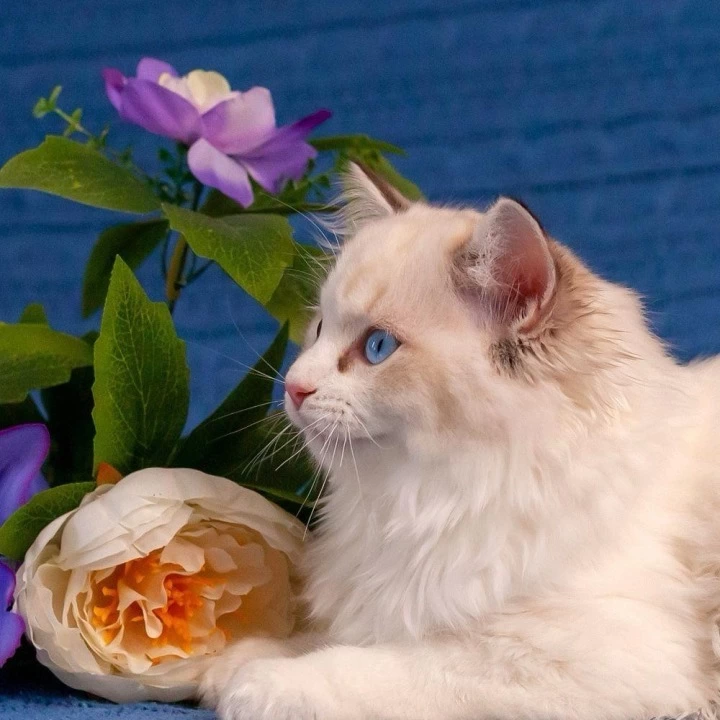 Wisteria Ragdoll Kittens | Kittens for sale. 