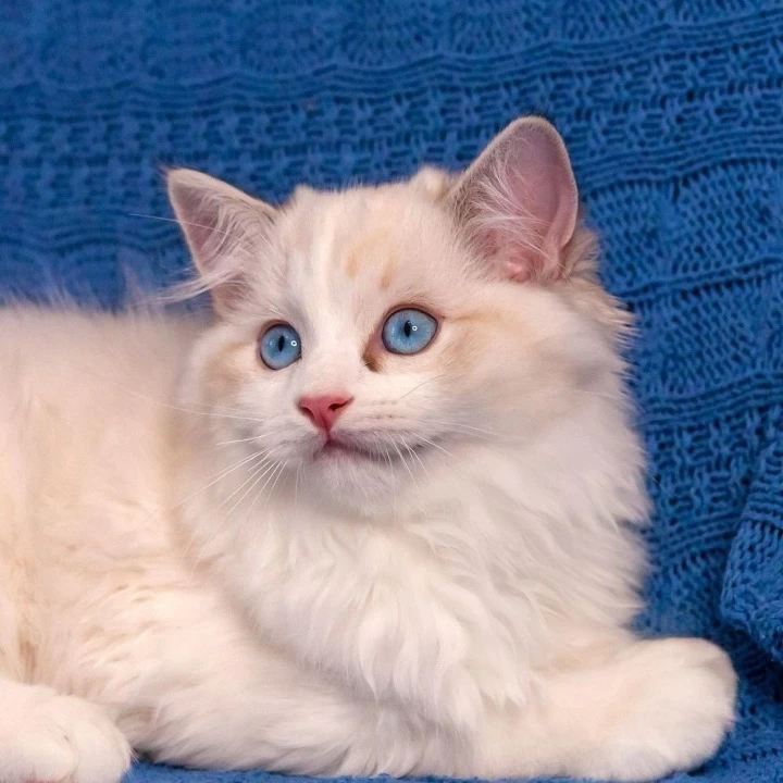 Wisteria Ragdoll Kittens | Kittens for sale. 