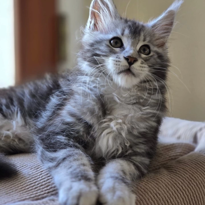  Misty Maine Coon Kittens | Kitten for sale. 