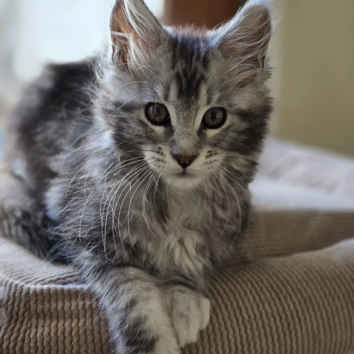  Misty Maine Coon Kittens | Kitten for sale. 
