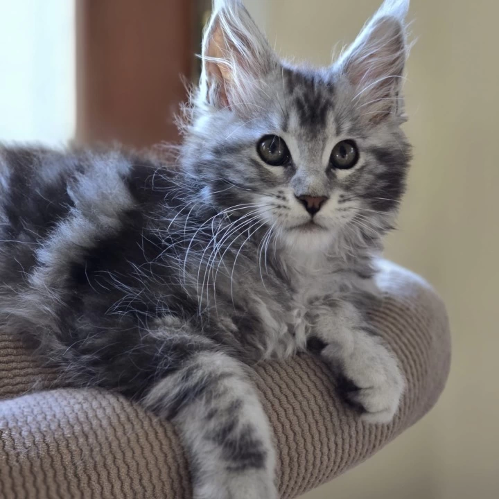  Misty Maine Coon Kittens | Kitten for sale. 