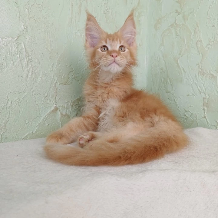 Ruby Maine Coon Kittens | Kitten for sale. 