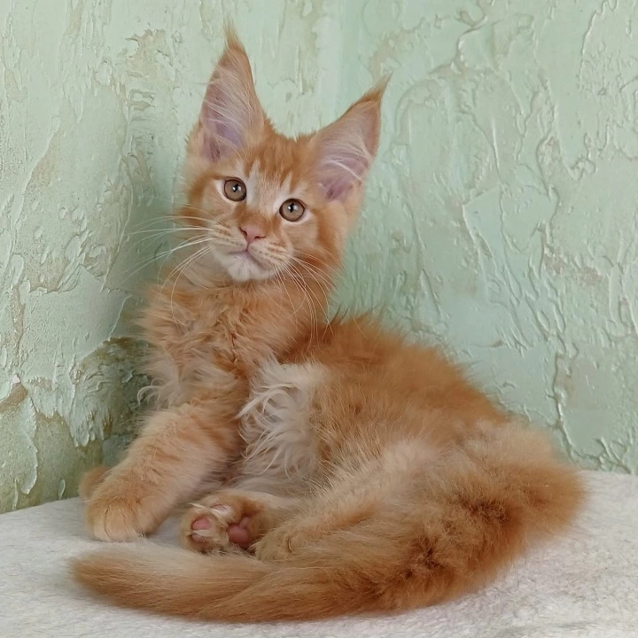 Ruby Maine Coon Kittens | Kitten for sale. 