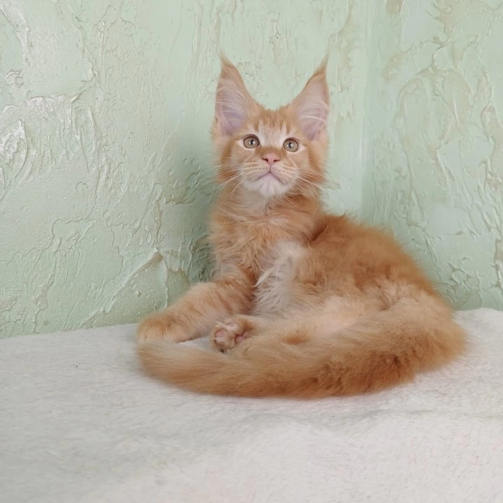 Ruby Maine Coon Kittens | Kitten for sale. 