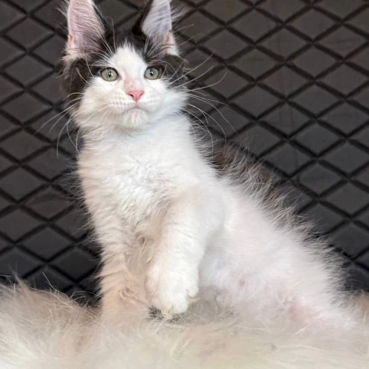 Dinamit Maine Coon Kittens | Kittens for sale. 