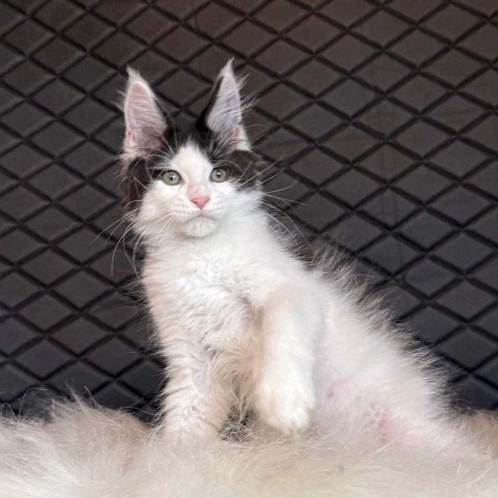 Dinamit Maine Coon Kittens | Kittens for sale. 