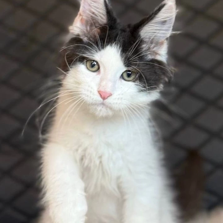 Dinamit Maine Coon Kittens | Kittens for sale. 