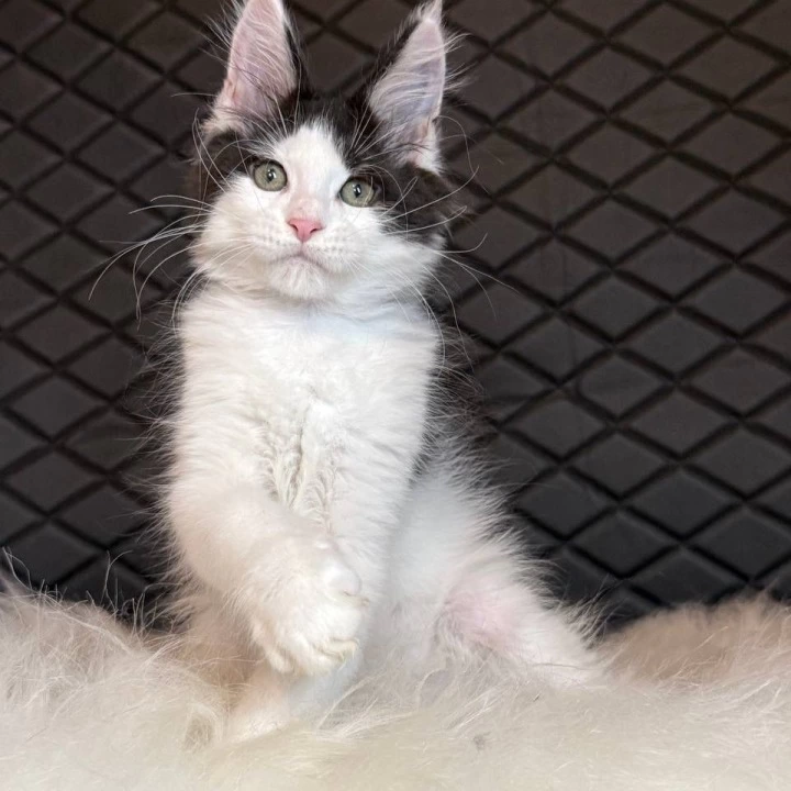 Dinamit Maine Coon Kittens | Kittens for sale. 