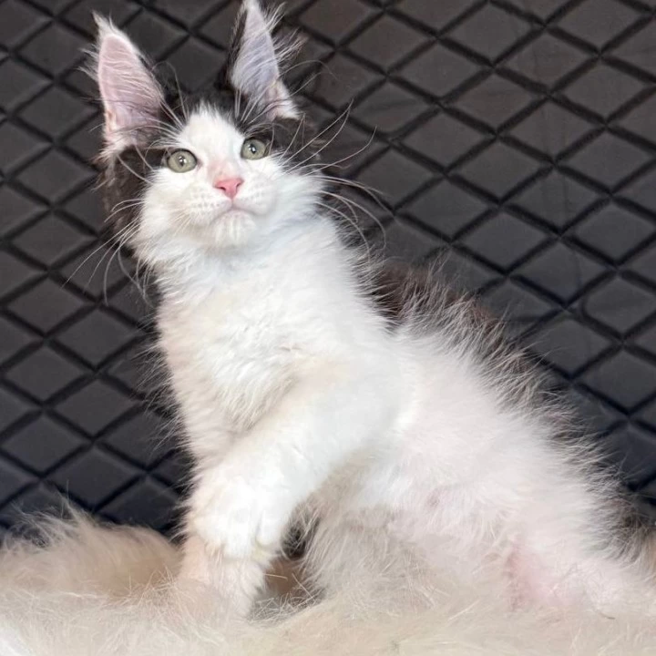 Dinamit Maine Coon Kittens | Kittens for sale. 