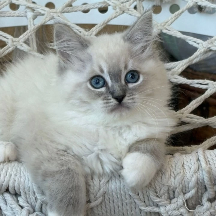 Max Siberian Kittens | Kitten for sale. 