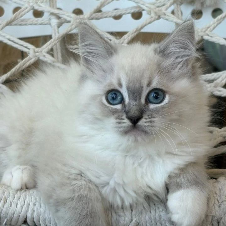 Max Siberian Kittens | Kitten for sale.